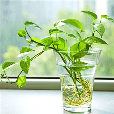 乐鱼APP手机app下载